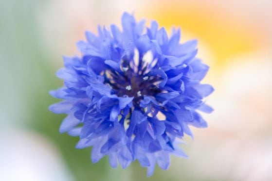 flower-blue