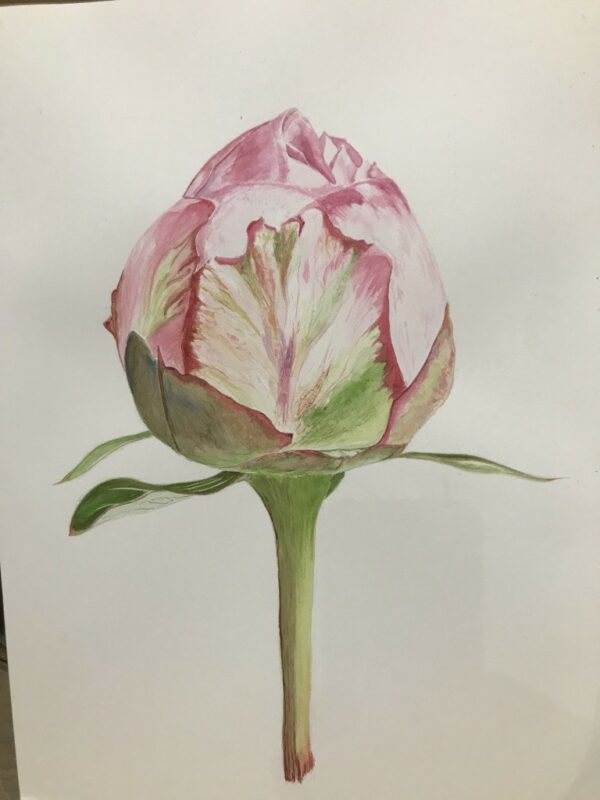 PIVOINE.jpeg