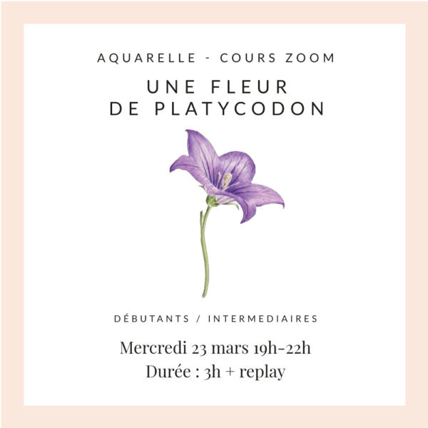 Cours Zoom - Peindre une Fleur de Platycodon