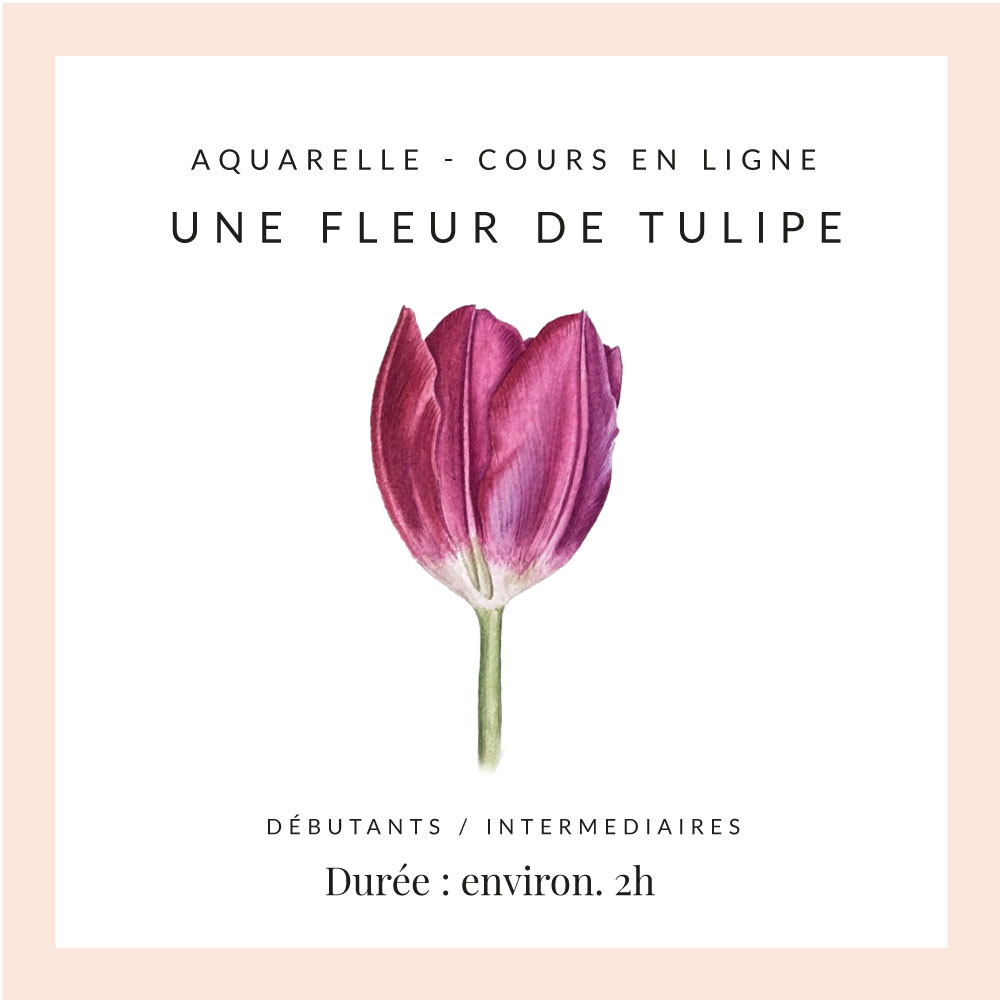 Une fleur de tulipe