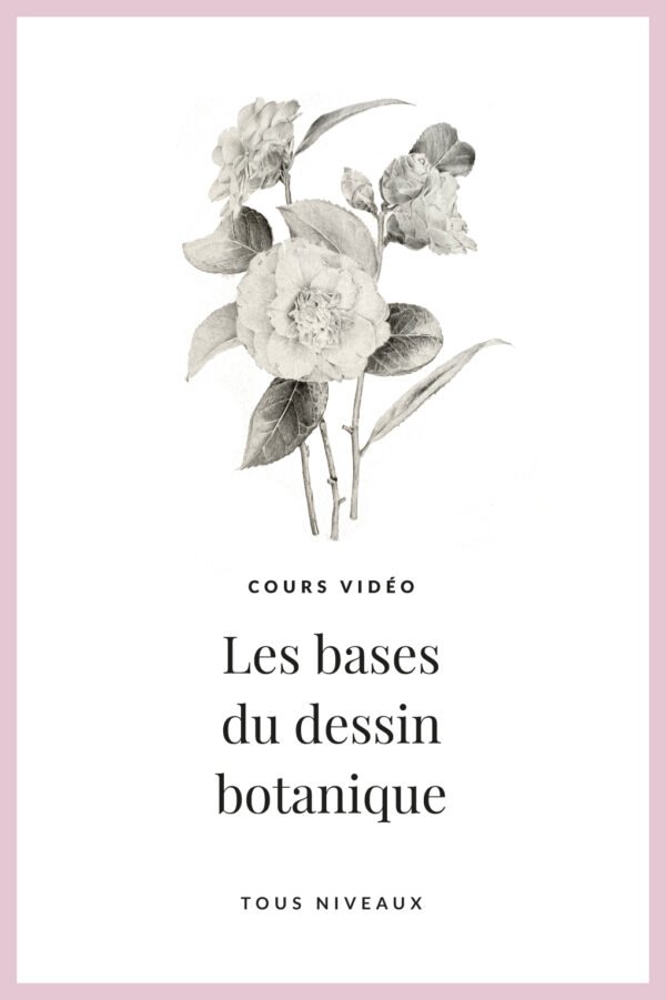 Les bases du dessin botanique