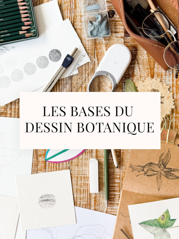 Les bases du dessin botanique