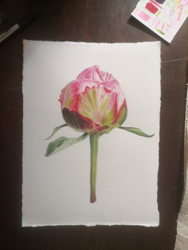corrige-bouton-pivoine