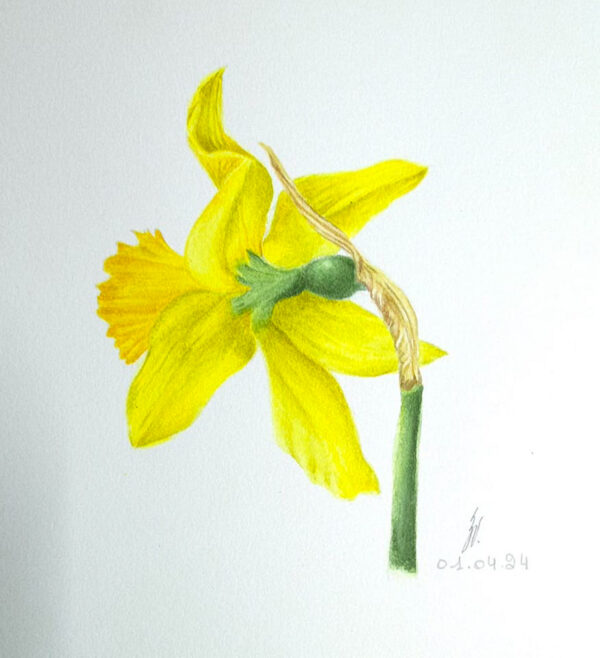 00009-travaux-eleves-atelier-aquarelle-botanique