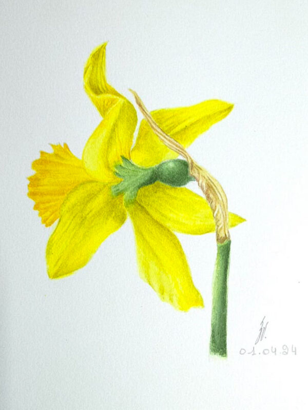 00009-travaux-eleves-atelier-aquarelle-botanique