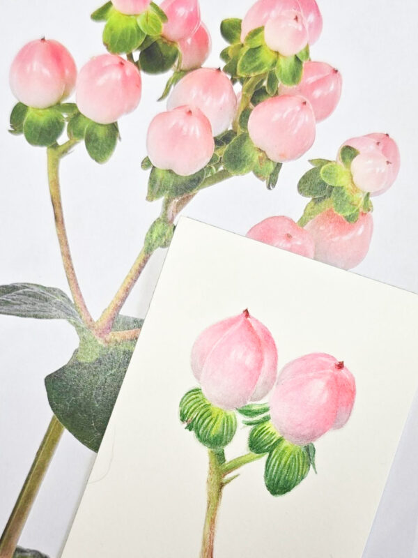00010-travaux-eleves-atelier-aquarelle-botanique