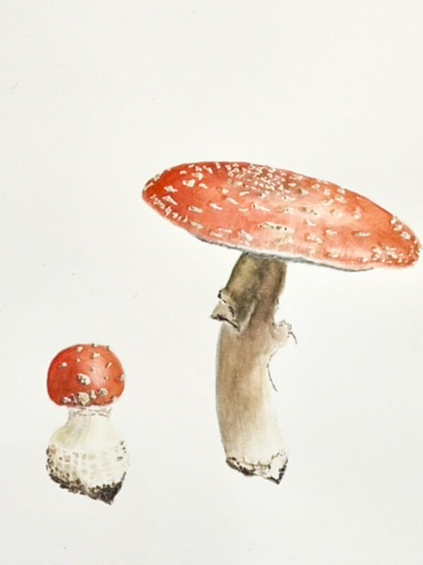 00011-travaux-eleves-atelier-aquarelle-botanique
