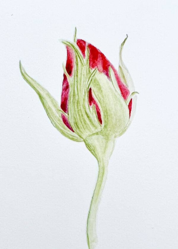 00013-travaux-eleves-atelier-aquarelle-botanique