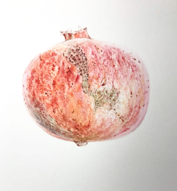 00014-travaux-eleves-atelier-aquarelle-botanique