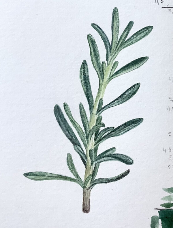 00015-travaux-eleves-atelier-aquarelle-botanique