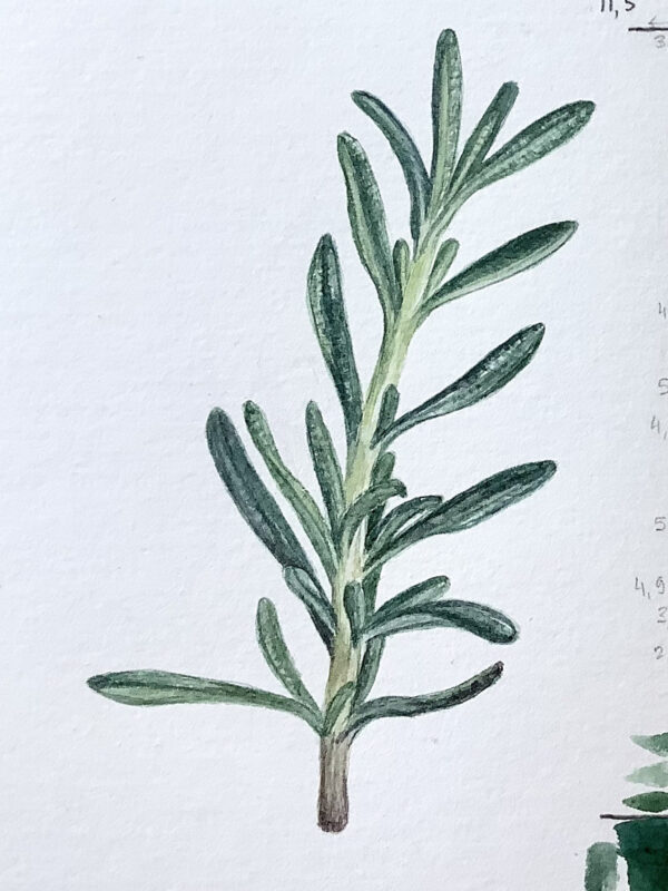 00015-travaux-eleves-atelier-aquarelle-botanique