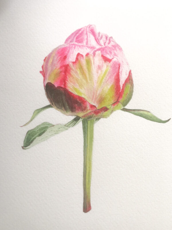 00016-travaux-eleves-atelier-aquarelle-botanique