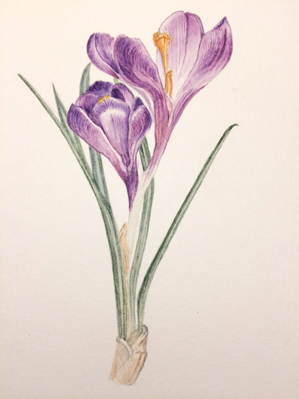 00017-travaux-eleves-atelier-aquarelle-botanique