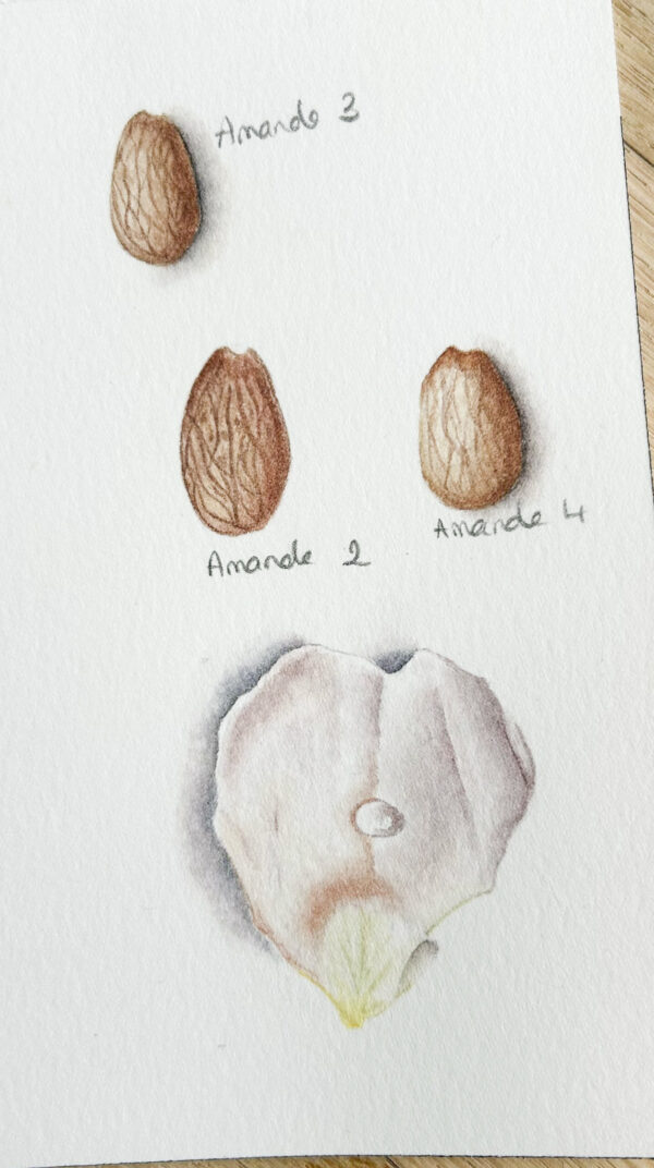 00018-travaux-eleves-atelier-aquarelle-botanique