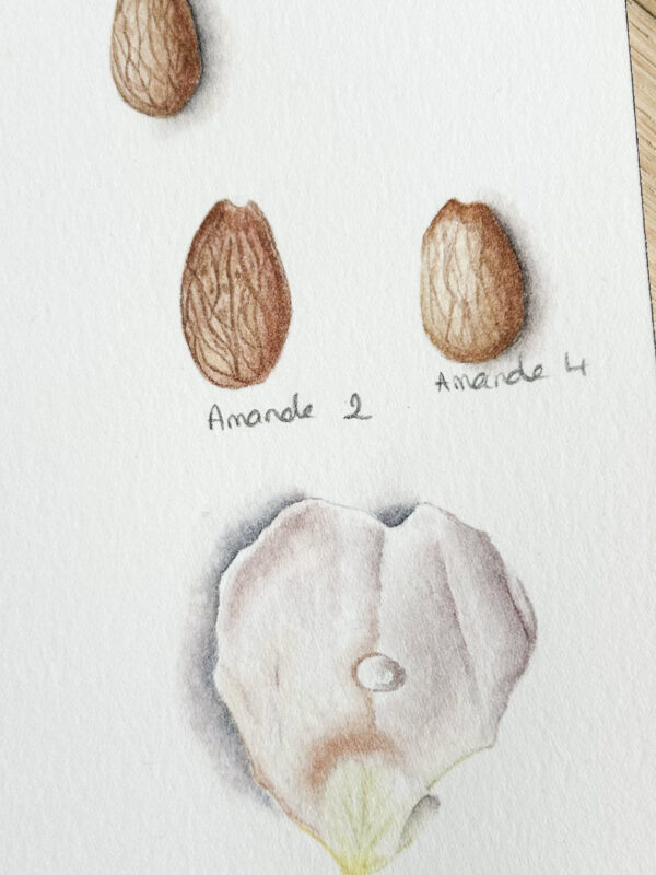 00018-travaux-eleves-atelier-aquarelle-botanique