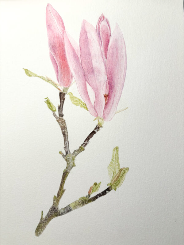 00019-travaux-eleves-atelier-aquarelle-botanique