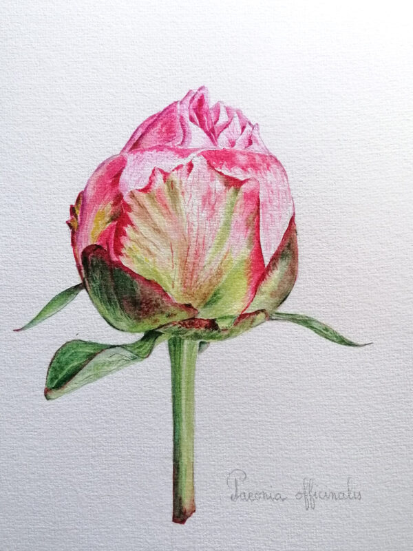 00024-travaux-eleves-atelier-aquarelle-botanique