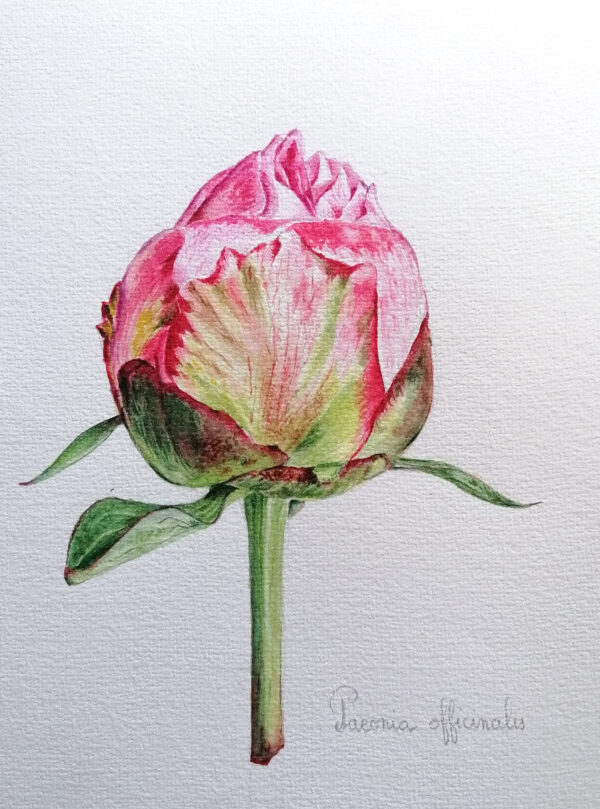 00024-travaux-eleves-atelier-aquarelle-botanique