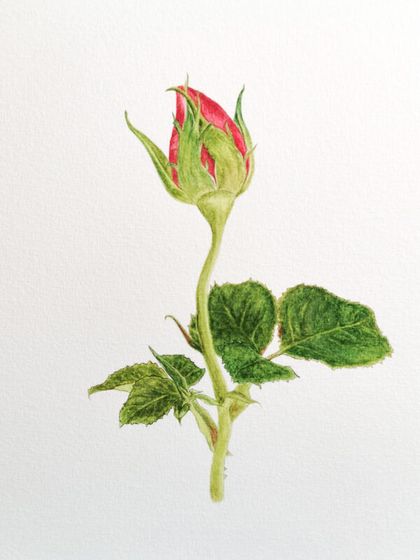 00025-travaux-eleves-atelier-aquarelle-botanique