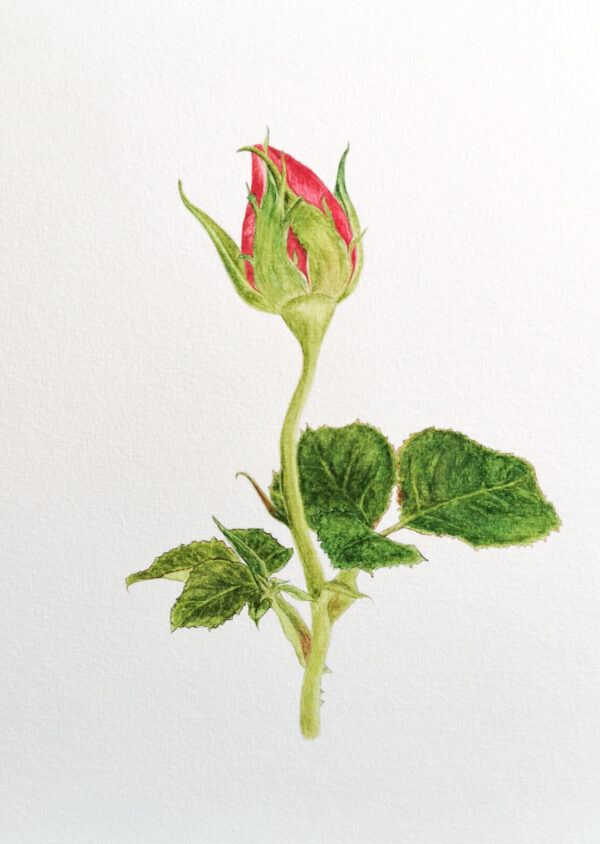 00025-travaux-eleves-atelier-aquarelle-botanique