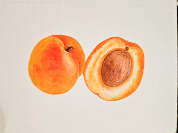 00026-travaux-eleves-atelier-aquarelle-botanique