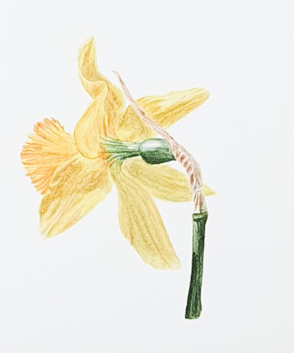 00028-travaux-eleves-atelier-aquarelle-botanique