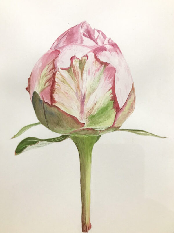00031-travaux-eleves-atelier-aquarelle-botanique