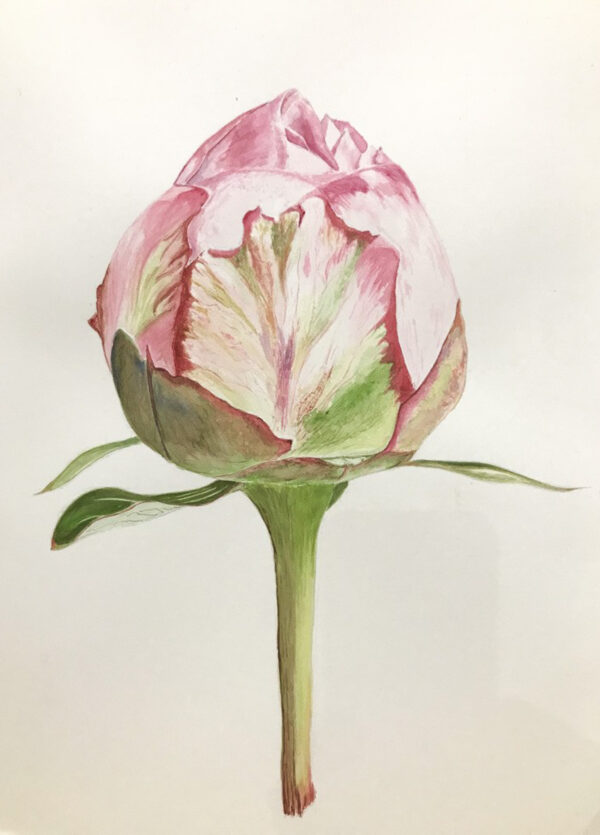 00031-travaux-eleves-atelier-aquarelle-botanique