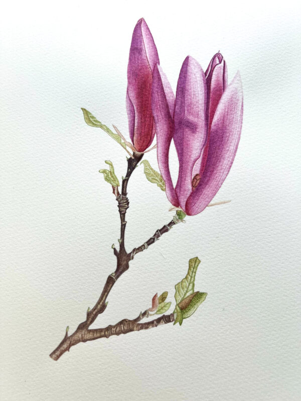 00033-travaux-eleves-atelier-aquarelle-botanique
