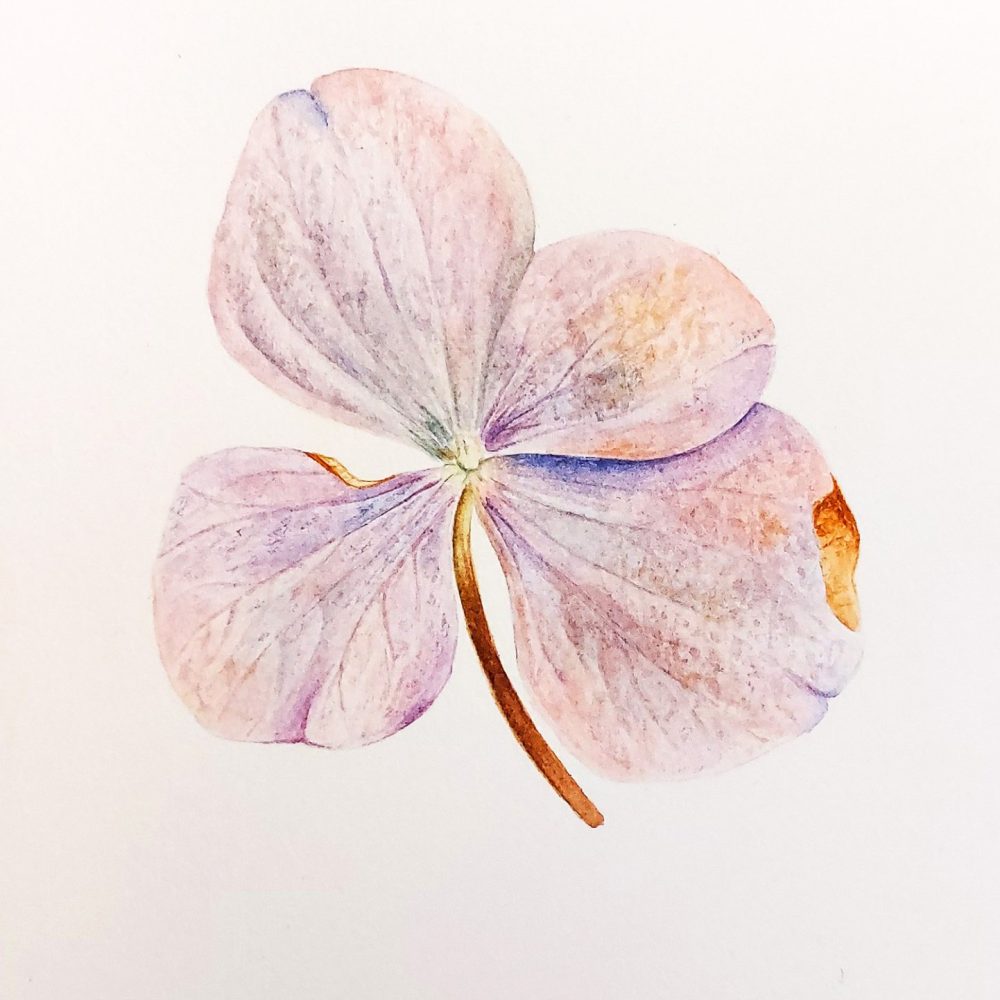 00007-travaux-eleves-atelier-aquarelle-botanique
