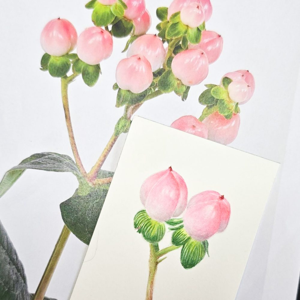 00010-travaux-eleves-atelier-aquarelle-botanique