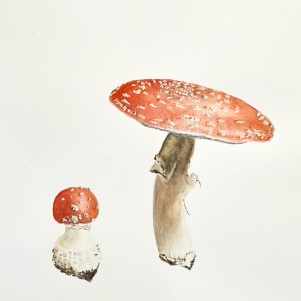 00011-travaux-eleves-atelier-aquarelle-botanique