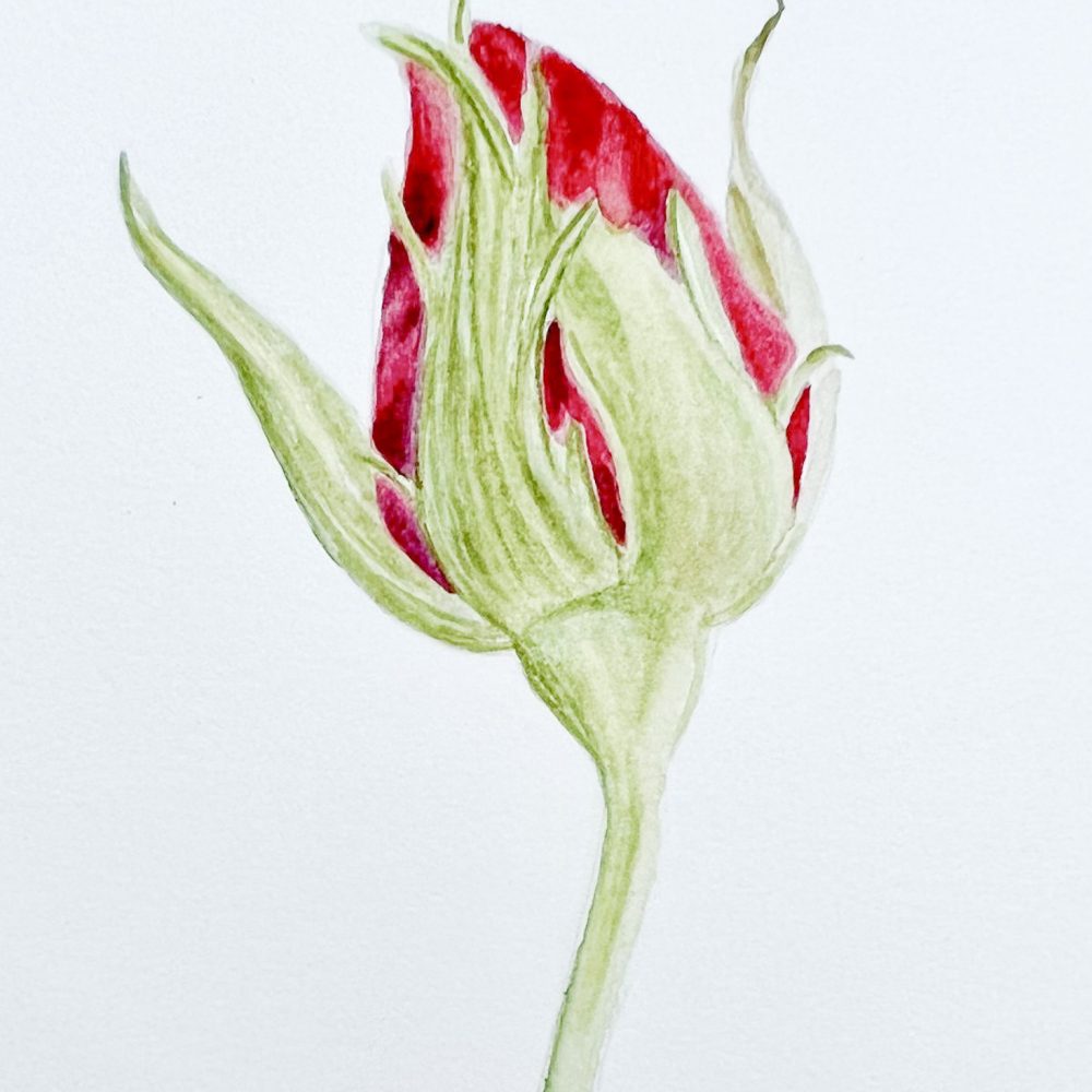 00013-travaux-eleves-atelier-aquarelle-botanique