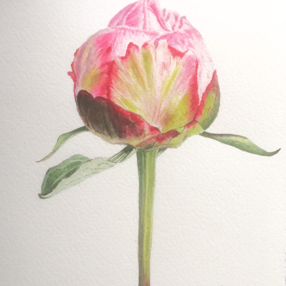 00016-travaux-eleves-atelier-aquarelle-botanique