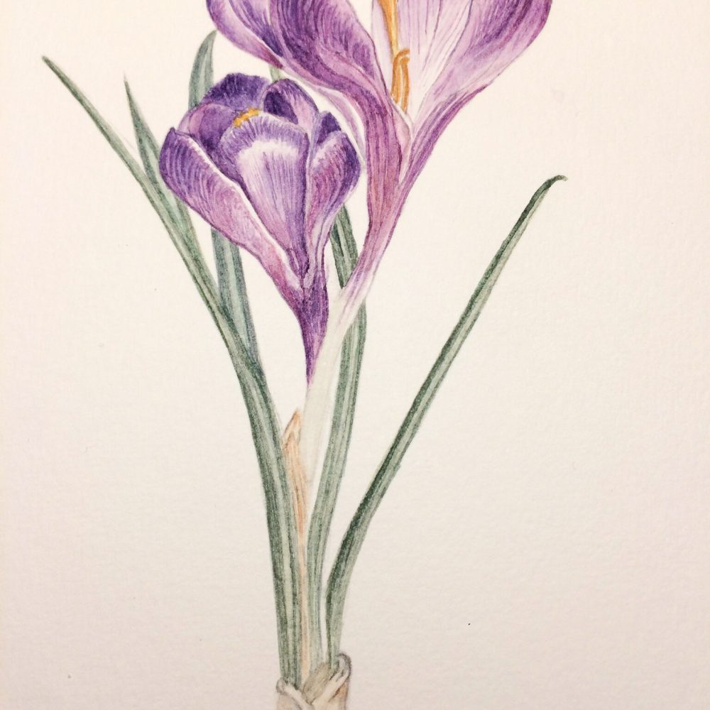 00017-travaux-eleves-atelier-aquarelle-botanique