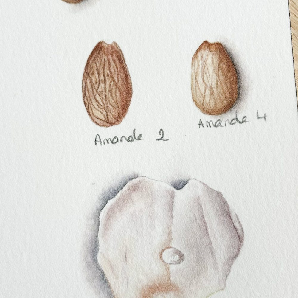 00018-travaux-eleves-atelier-aquarelle-botanique
