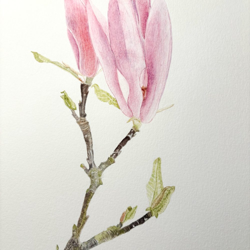 00019-travaux-eleves-atelier-aquarelle-botanique