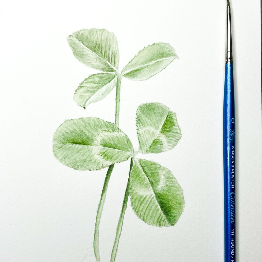 00021-travaux-eleves-atelier-aquarelle-botanique