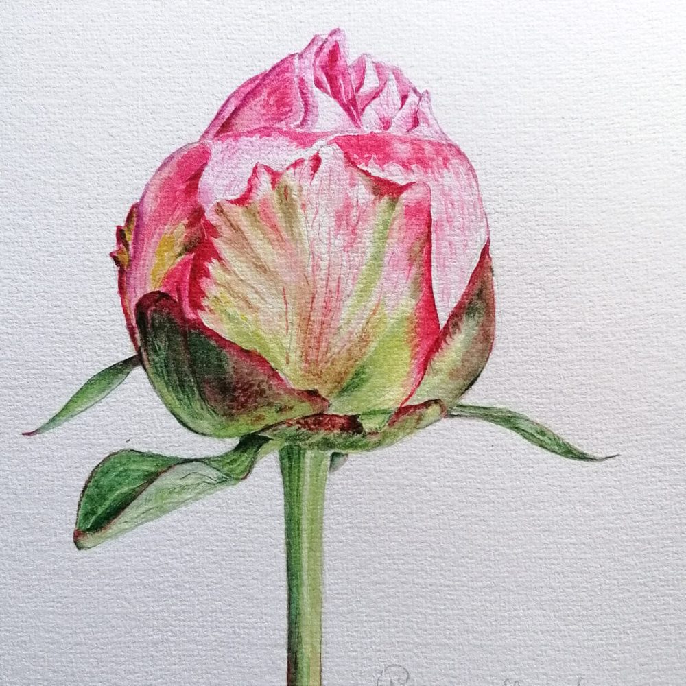 00024-travaux-eleves-atelier-aquarelle-botanique