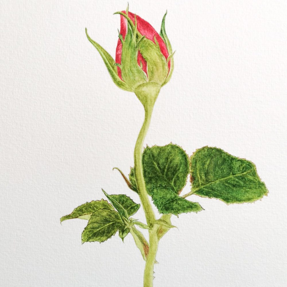 00025-travaux-eleves-atelier-aquarelle-botanique