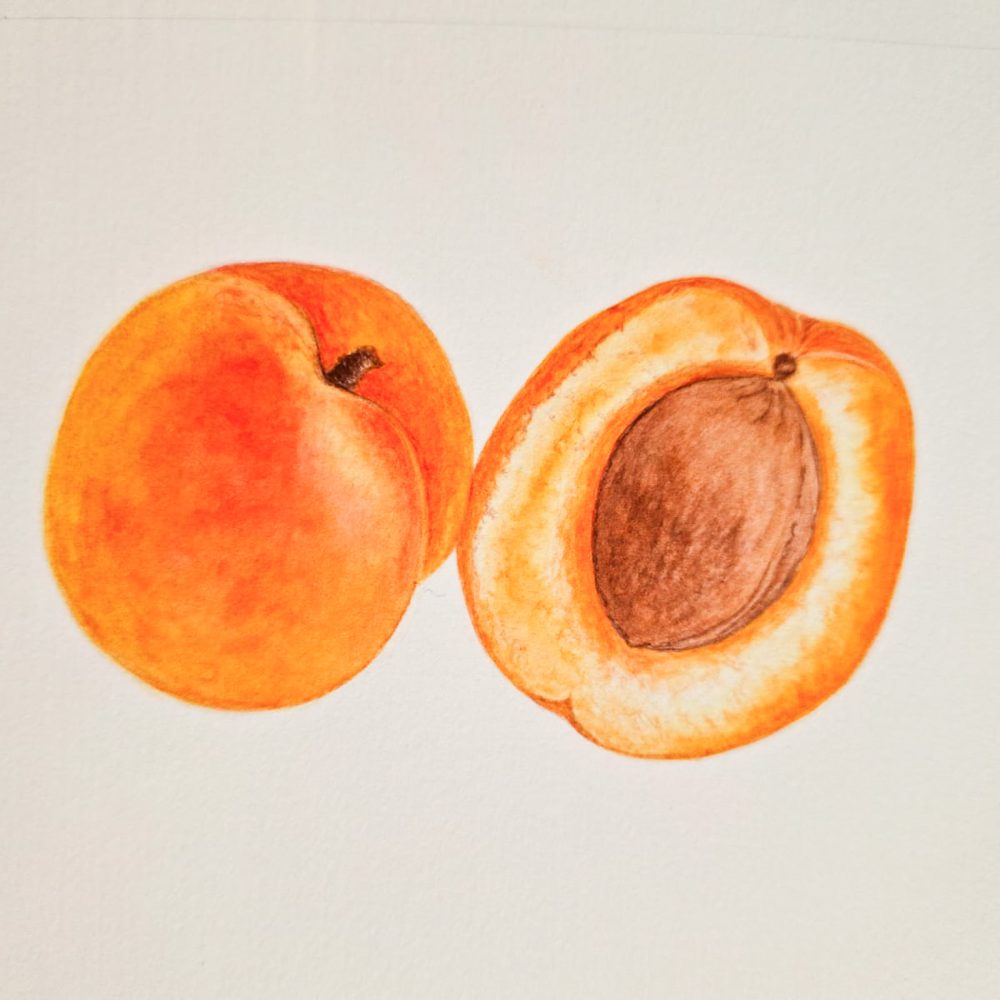 00026-travaux-eleves-atelier-aquarelle-botanique