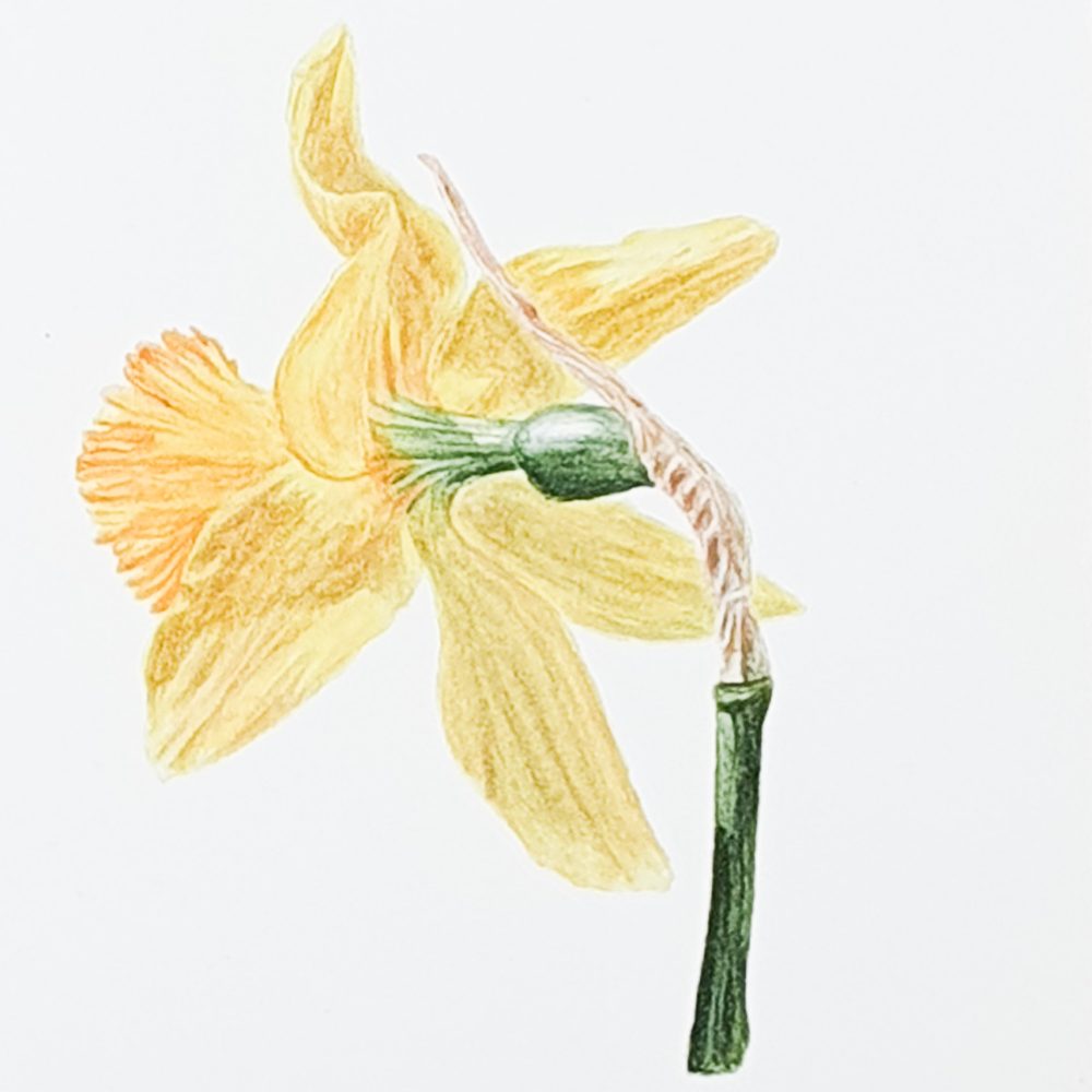 00028-travaux-eleves-atelier-aquarelle-botanique