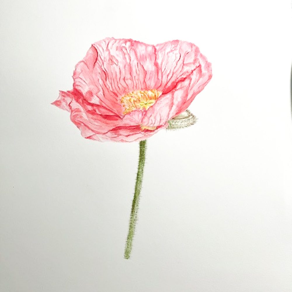 00029-travaux-eleves-atelier-aquarelle-botanique