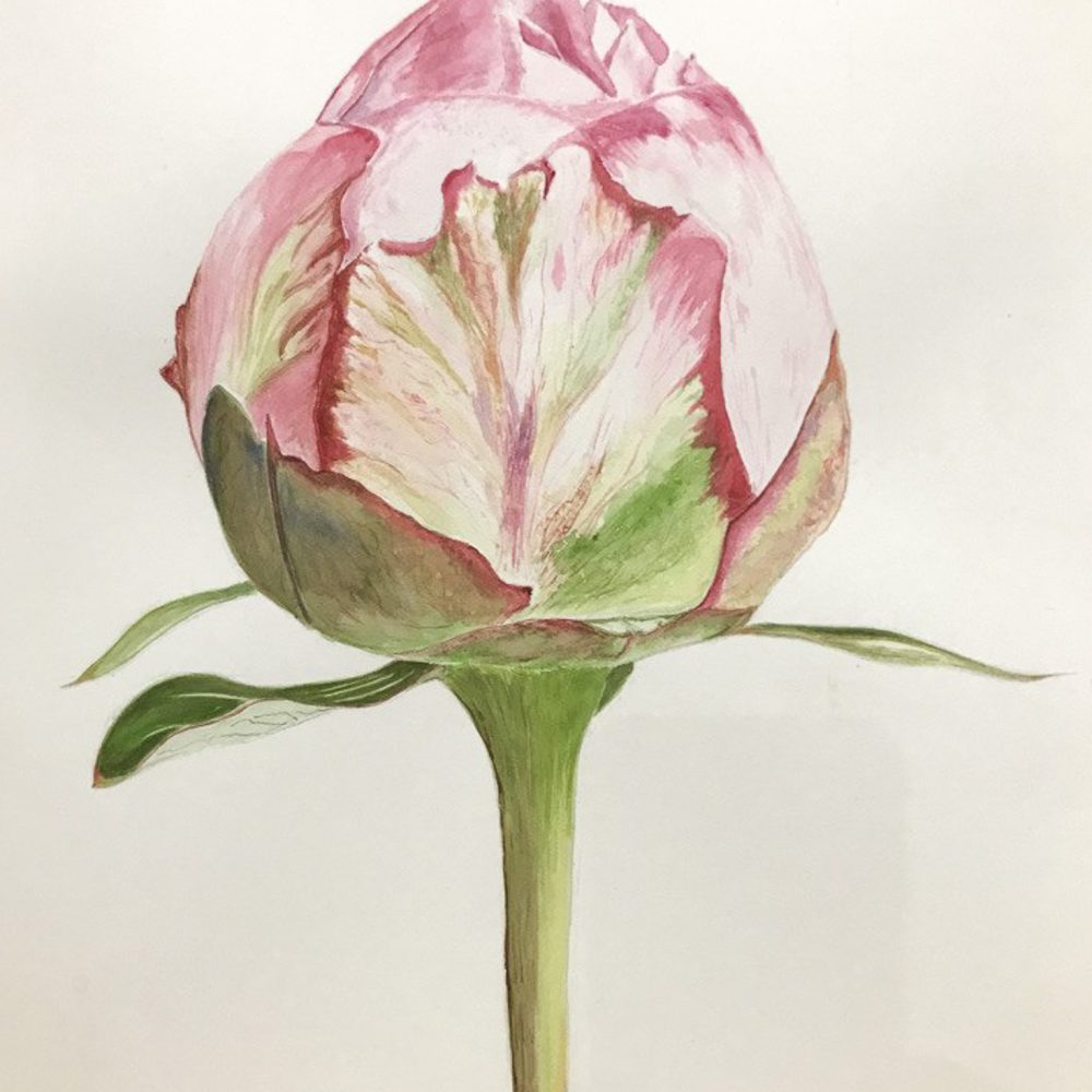 00031-travaux-eleves-atelier-aquarelle-botanique