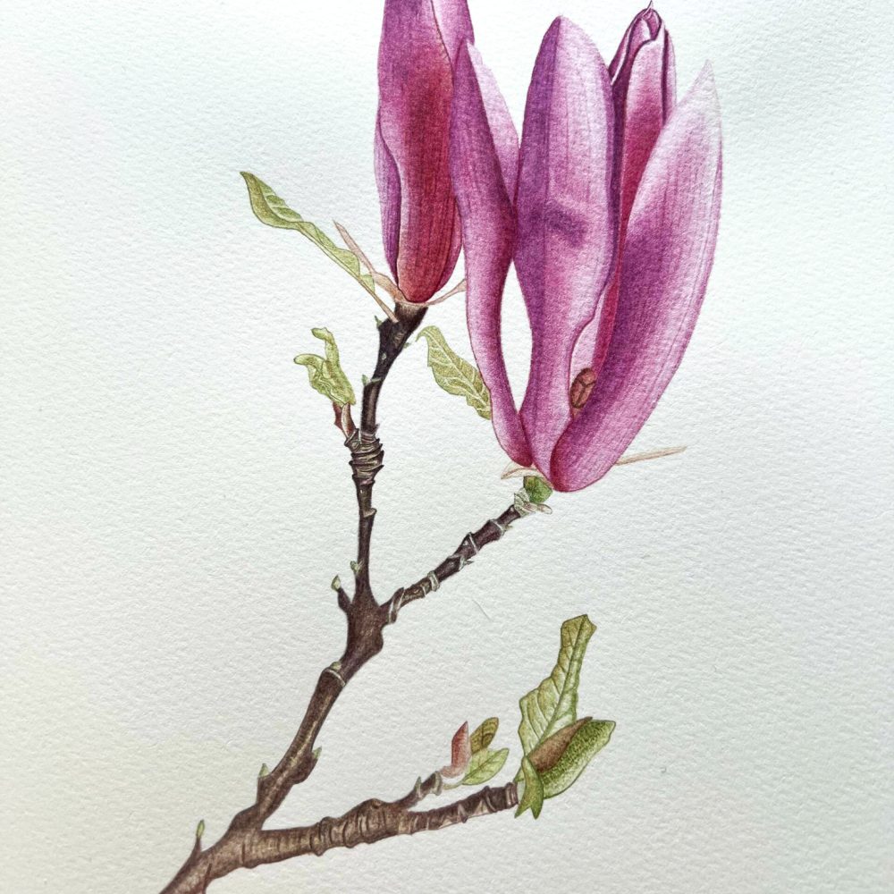 00033-travaux-eleves-atelier-aquarelle-botanique